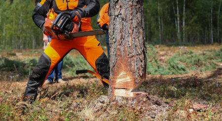 Foto de "Lumberjack saws a tree with a chainsaw in a cutting area." - Imagen libre de derechos