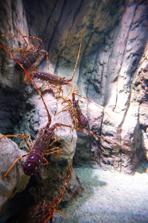 Photo for "Common spiny lobster (Palinurus elephas) crustaceans underwater on a magenta rock." - Royalty Free Image
