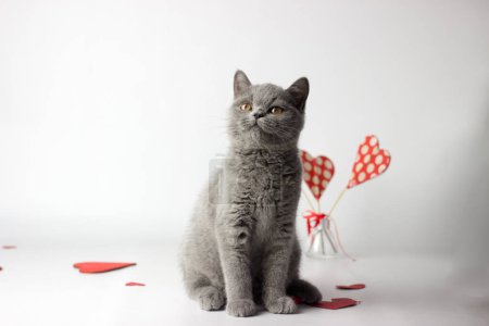 Téléchargez les photos : "British Shorthair cat portrait on a white background. Valentines day card" - en image libre de droit