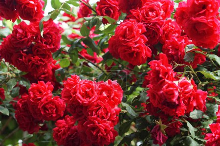 "many blossomed buds of shrub roses with red petals"