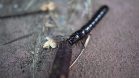 Téléchargez les photos : "Un coléoptère allongé noir mange un ver. Un insecte agressif a attaqué un ver de terre. Macro." - en image libre de droit