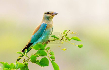 Photo for Beautiful bird on nature background - Royalty Free Image