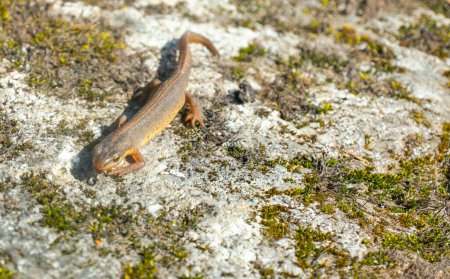 Foto de "Un hermoso lagarto marrón toma el sol. Se encuentra en una piedra gris
" - Imagen libre de derechos