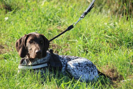 Photo for German Shorthaired Pointer outdoors - Royalty Free Image