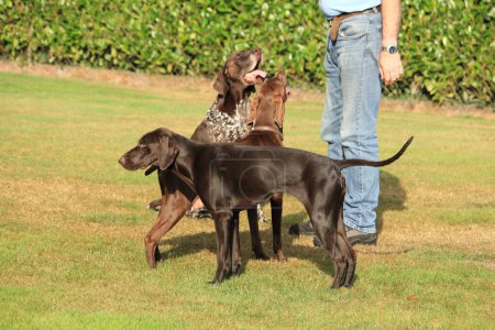 Photo for German Shorthaired Pointers outdoors - Royalty Free Image