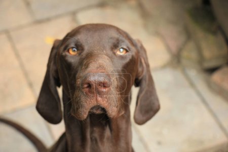 Photo for German Shorthaired Pointer close up - Royalty Free Image