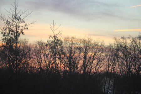 Téléchargez les photos : Un lever de soleil au milieu de l'hiver sur une forêt sombre - en image libre de droit