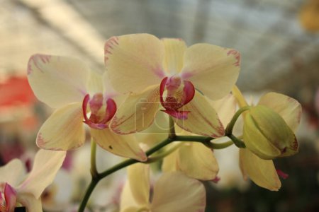 Photo for Phalaenopsis orchid flowers on background, close up - Royalty Free Image