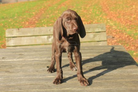 Photo for "German Shorthaired Pointer Puppy" - Royalty Free Image