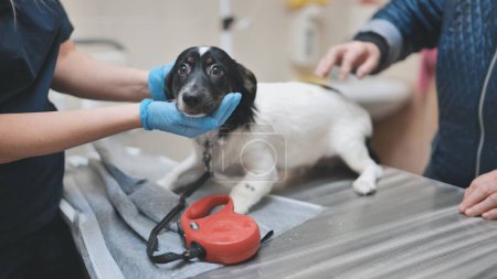 Foto de "Shy little dog at the veterinarian's appointment." - Imagen libre de derechos