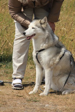 Téléchargez les photos : Faucher un chien de près - en image libre de droit