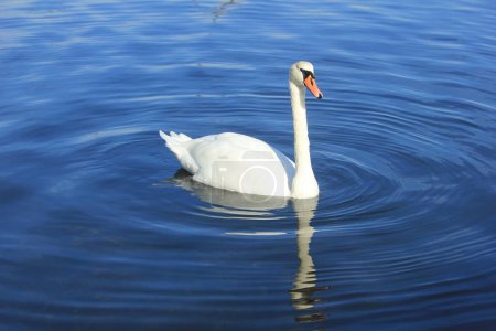 Téléchargez les photos : Une seule vue sur le cygne sur le lac - en image libre de droit