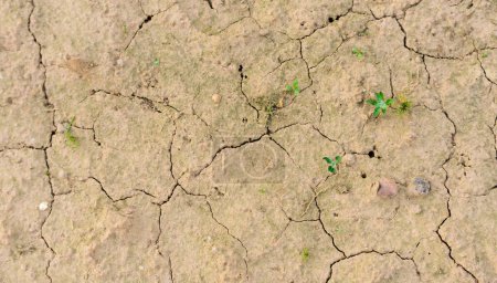 Téléchargez les photos : Plante dans la boue fissurée sèche, sécheresse en été. - en image libre de droit
