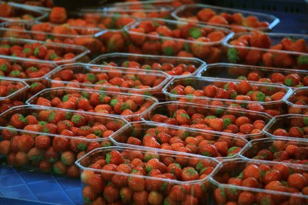 Téléchargez les photos : "Strawberries in small plastic containers" - en image libre de droit
