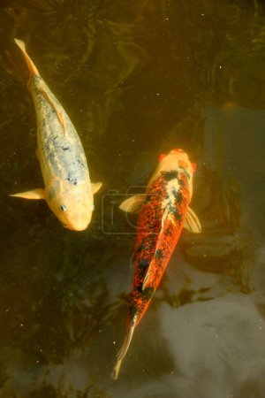 Téléchargez les photos : "Grande carpe de koï dans un étang de poissons de plein air
" - en image libre de droit