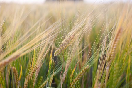 Photo for "An ear of rye or wheat in the field. rye meadow moving on the wind" - Royalty Free Image