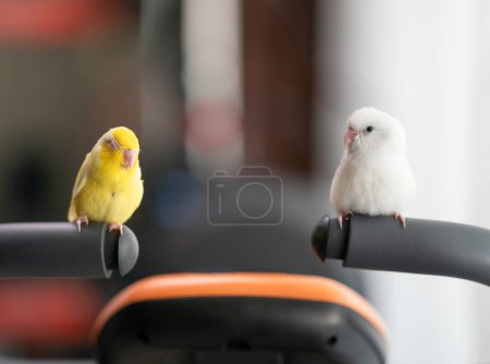 Téléchargez les photos : Paire de petits perroquets, petits oiseaux tropicaux - en image libre de droit