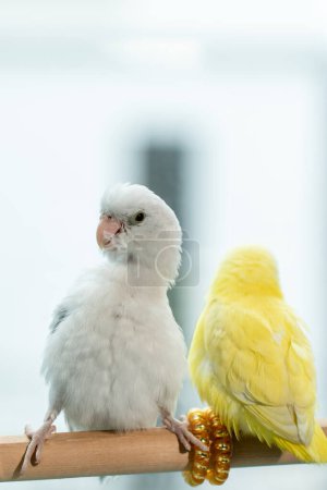 Foto de Dos pájaros adorables, Pareja Forpus, pequeños loros pájaros - Imagen libre de derechos