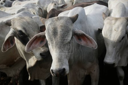 Foto de Vacas en un campo - Imagen libre de derechos