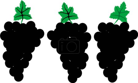 Téléchargez les illustrations : Illustration vectorielle moderne des raisins - en licence libre de droit