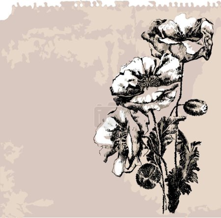 Ilustración de Flor de amapola, ilustración vectorial gráfica - Imagen libre de derechos