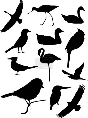 Illustration for Twelve bird silhouettes, vector illustration - Royalty Free Image
