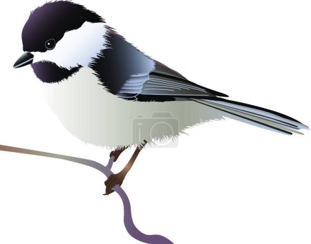 Ilustración de Chickadee tapado negro, ilustración colorida del vector - Imagen libre de derechos