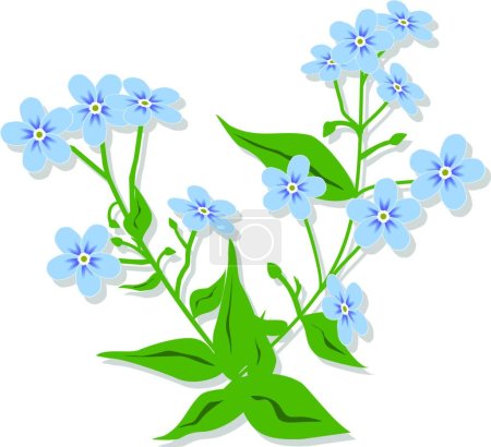 Téléchargez les illustrations : Myosotis fleurs illustration vectorielle - en licence libre de droit