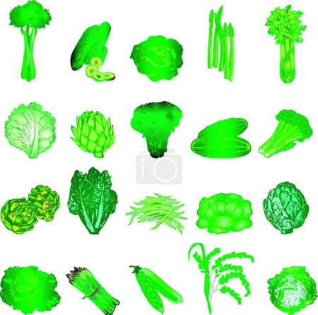 Illustration for Green Veggies modern vector illustration - Royalty Free Image