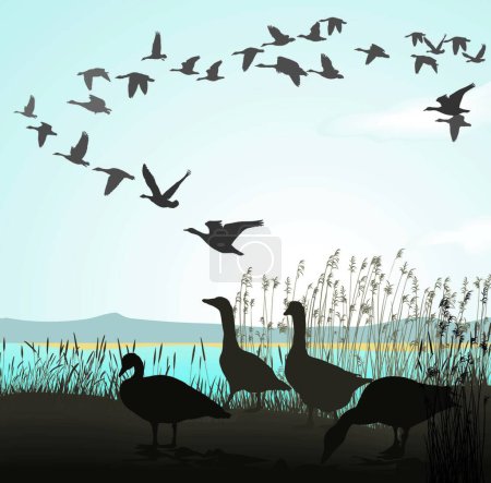 Illustration for Migrating geese from lake shore - Royalty Free Image