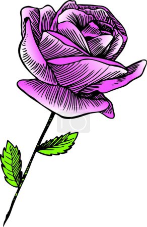 Illustration for Pink Rose, colorful vector illustration - Royalty Free Image