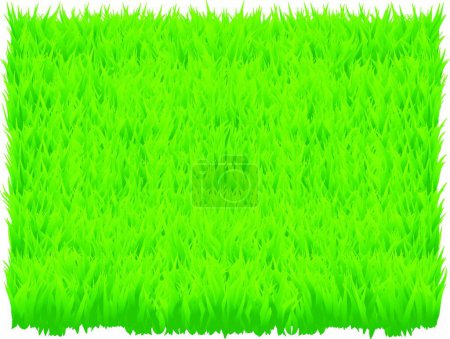 Illustration for Green grass background, graphic vector illustration - Royalty Free Image