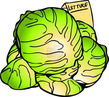 Illustration for Lettuce Heads modern vector illustration - Royalty Free Image