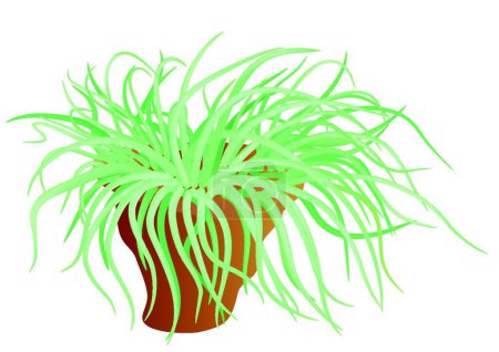 Illustration for Sea anemone, graphic vector illustration - Royalty Free Image