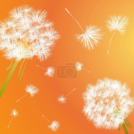 Illustration for Dandelion, colorful vector illustration - Royalty Free Image