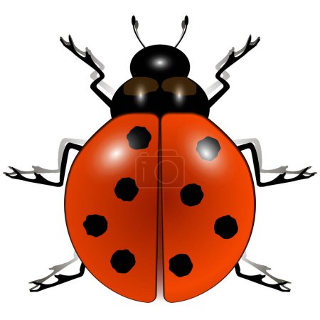Illustration for "ladybug against white" colorful vector illustration - Royalty Free Image