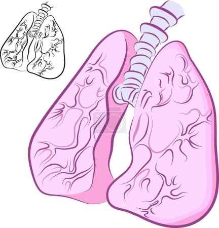Illustration for "Human Lung Set" colorful vector illustration - Royalty Free Image