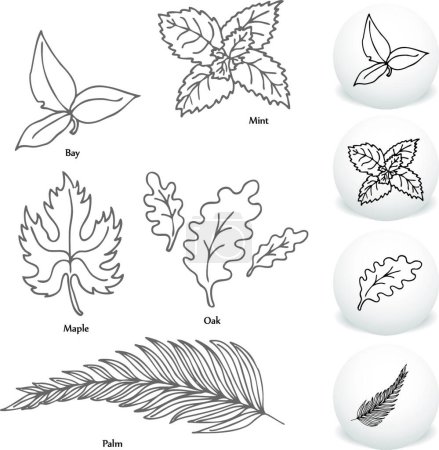Illustration for Leaves Drawing Set vector illustration - Royalty Free Image