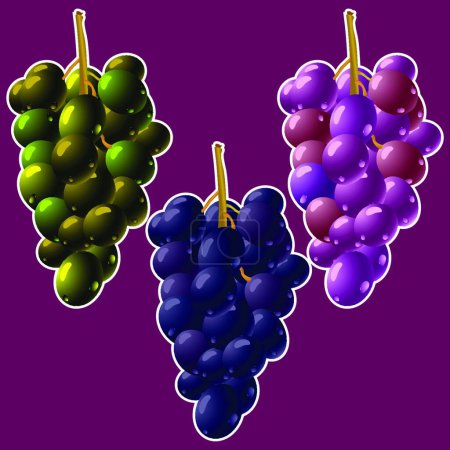 Ilustración de Racimos de uvas ilustración vector moderno - Imagen libre de derechos