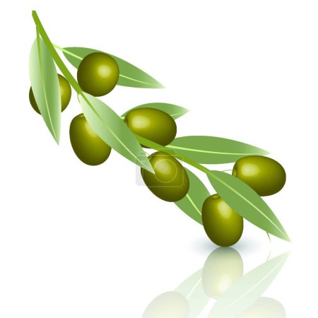 Illustration for Olive colorful vector illustration - Royalty Free Image