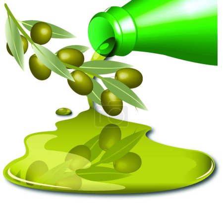 Téléchargez les illustrations : Illustration vectorielle colorée olive - en licence libre de droit