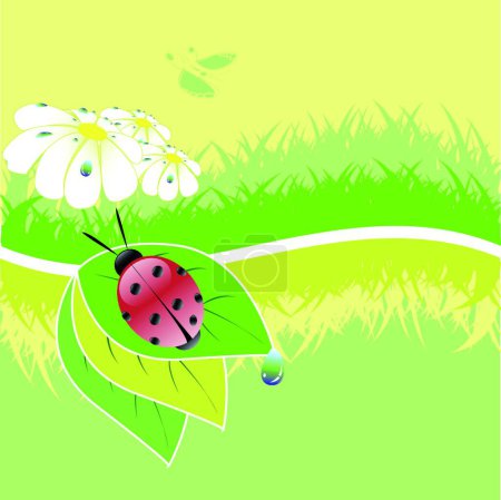 Illustration for Ladybird, graphic vector illustration - Royalty Free Image