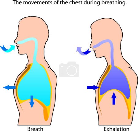Illustration for Breathing, graphic vector illustration - Royalty Free Image