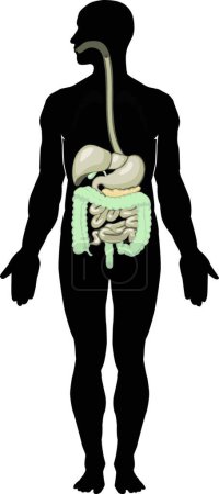 Ilustración de Sistema digestivo, ilustración vectorial gráfica - Imagen libre de derechos