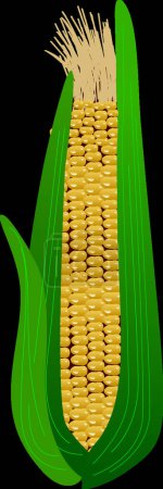 Ilustración de Espiga de maíz en las hojas, ilustración vectorial gráfica - Imagen libre de derechos