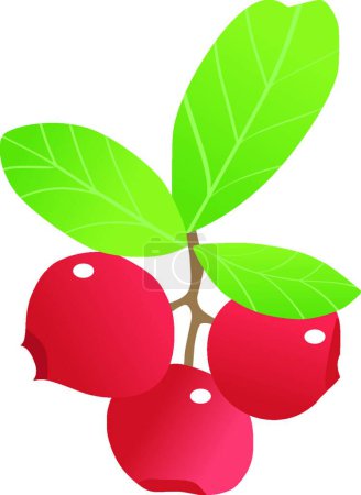 Illustration for Several berries of cranberry, graphic vector illustration - Royalty Free Image
