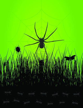 Illustration for Spider, graphic vector background - Royalty Free Image