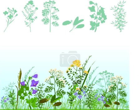 Illustration for Herbs, graphic vector illustration - Royalty Free Image