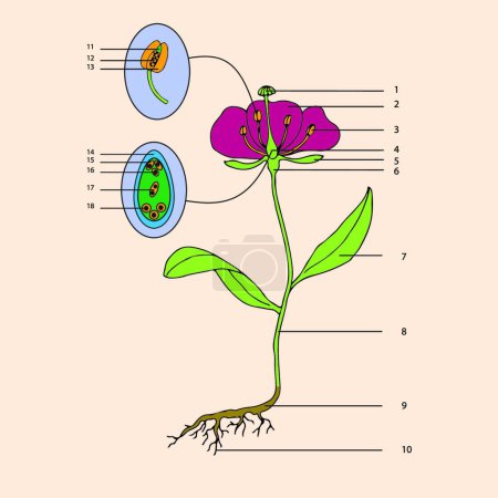 Illustration for Flower morphology vector illustration - Royalty Free Image