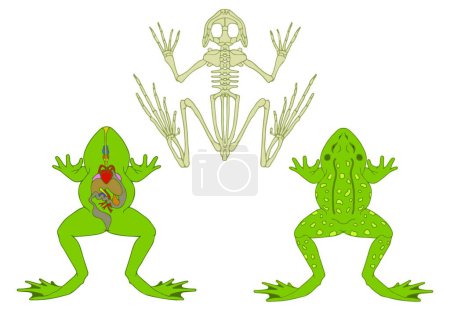 Téléchargez les illustrations : Anatomie des amphibiens, illustration vectorielle graphique - en licence libre de droit